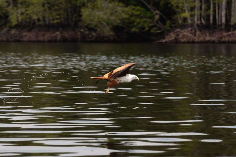 Langkawi Royal Mangrove Tour with Snorkeling Package - How the $119 group price works