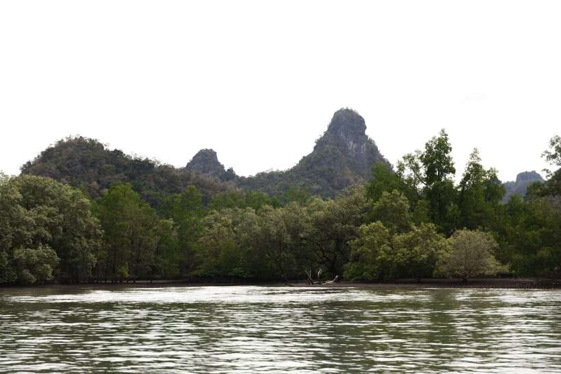 Langkawi Royal Mangrove Tour with Snorkeling Package - The honest verdict on the snorkeling tradeoff