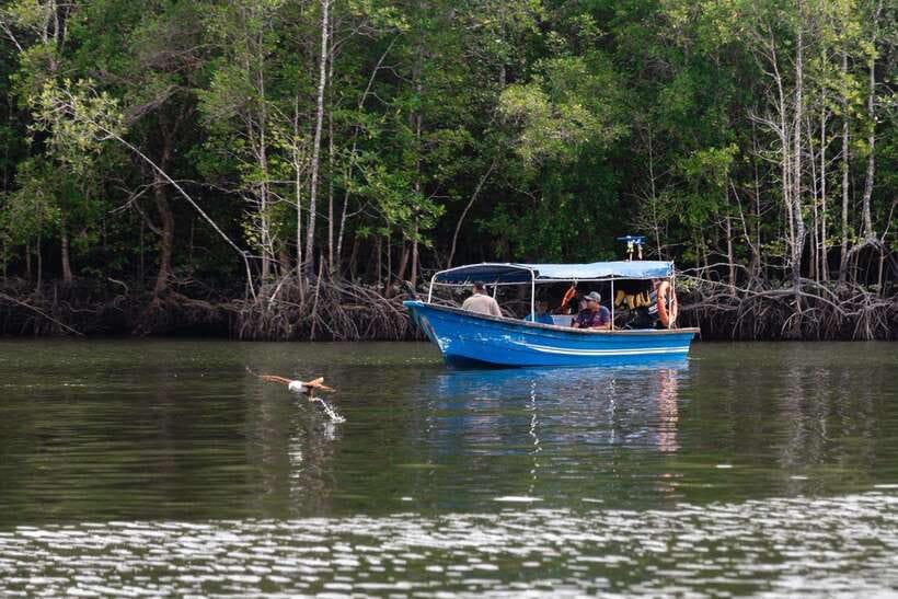 Langkawi Tanjung Rhu Mangrove Private Boat Tour 2 Hours - Key points at a glance