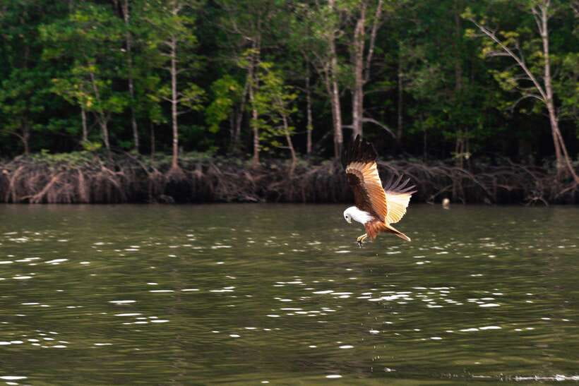 Langkawi Tanjung Rhu Mangrove Private Boat Tour 2 Hours - A quiet start on the Kilim River
