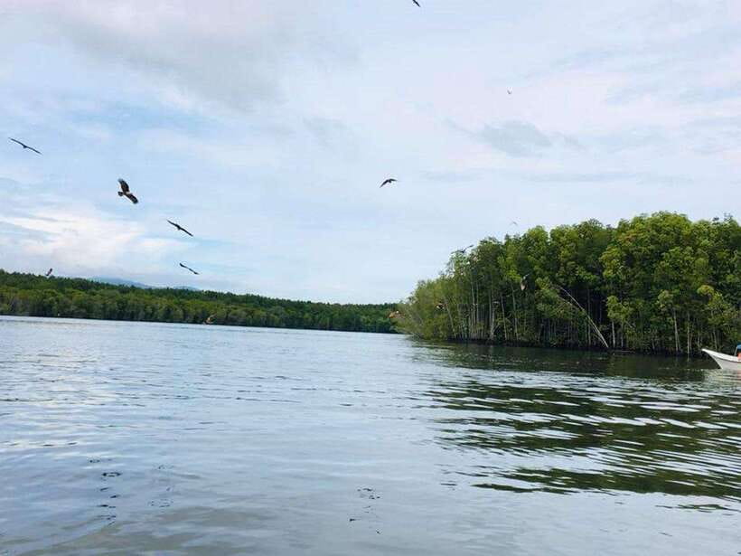 Langkawi: Tanjung Rhu Mangrove Speedboat Tour - Cruising from Tanjung Rhu into the mangroves
