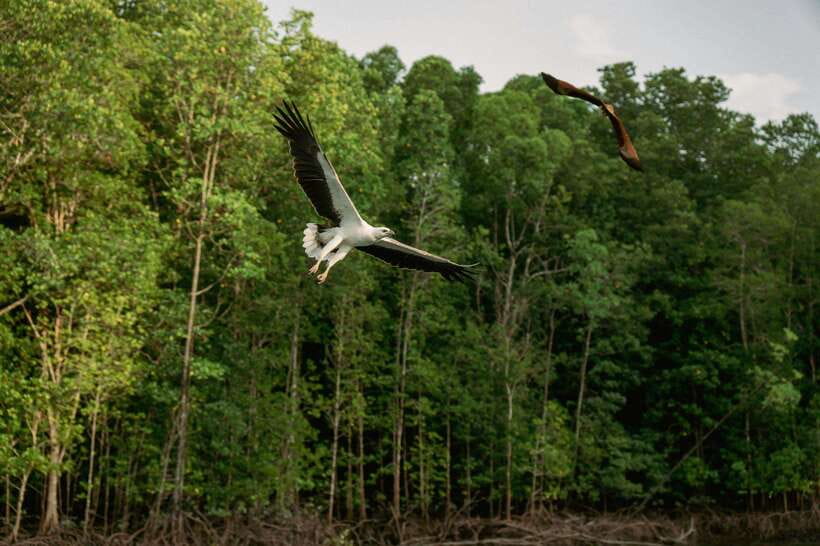 Langkawi: Tanjung Rhu Mangrove Speedboat Tour - The floating restaurant and mini fish show