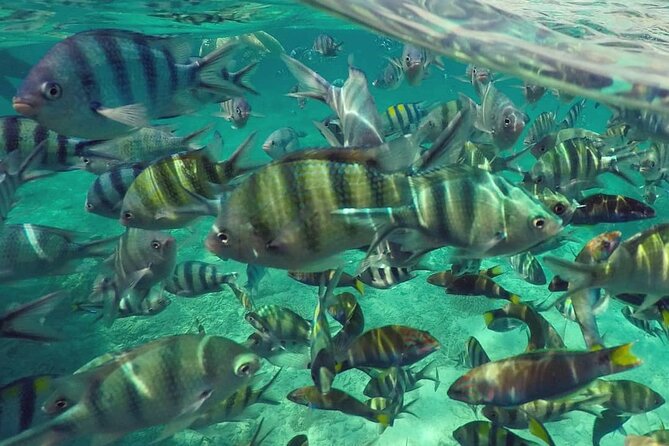 Langkawi Tour A - Land Tour & Pulau Dangli Snorkeling - What the $105 price covers