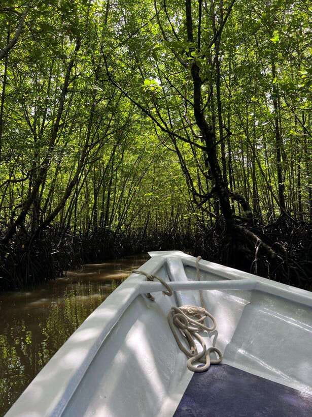 Langkawi: UNESCO Global Geopark Mangrove Cruise - Key points to know before you book