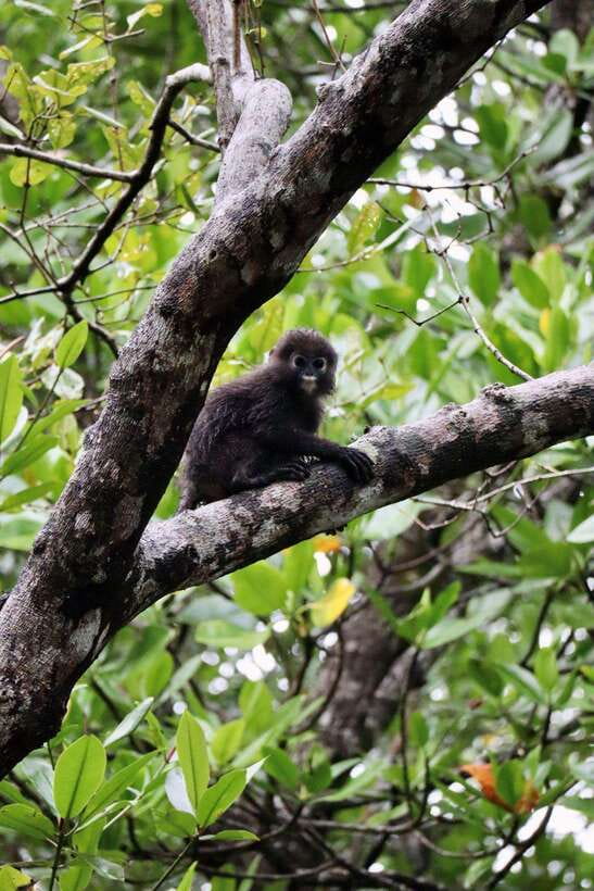 Langkawi: UNESCO Global Geopark Mangrove Cruise - Why this Langkawi mangrove cruise feels different