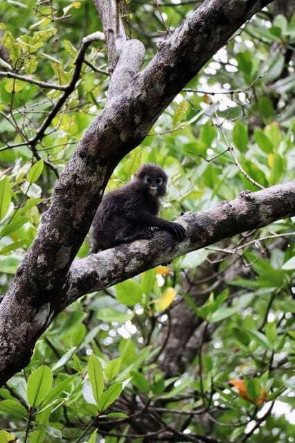 Langkawi: UNESCO Global Geopark Mangrove Cruise - Who will enjoy this boat trip most?