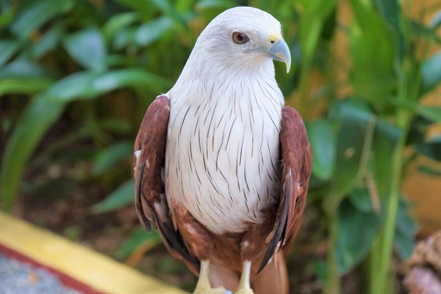 Langkawi: Wildlife Park Admission Ticket - Key points for planning your visit