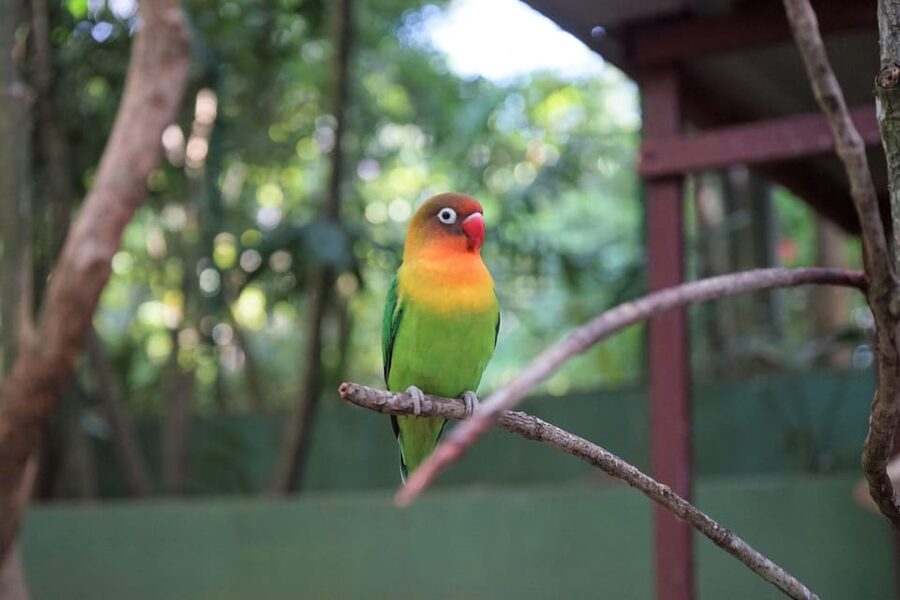 Langkawi: Wildlife Park Admission Ticket - Practical details before you go