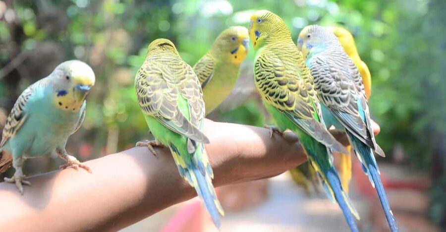 Langkawi: Wildlife Park Admission Ticket - Feeding turns a standard zoo visit into an active one