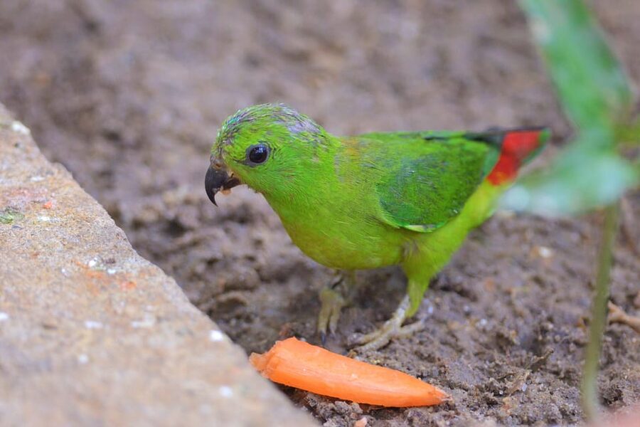 Langkawi: Wildlife Park Admission Ticket - Emus, pelicans, koi, and the less obvious highlights