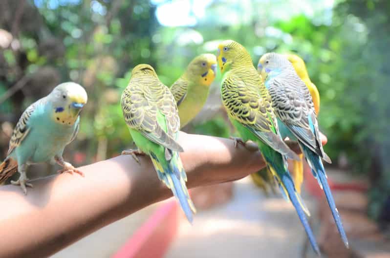 Langkawi: Wildlife Park Admission Ticket - The crocodile show is worth timing carefully