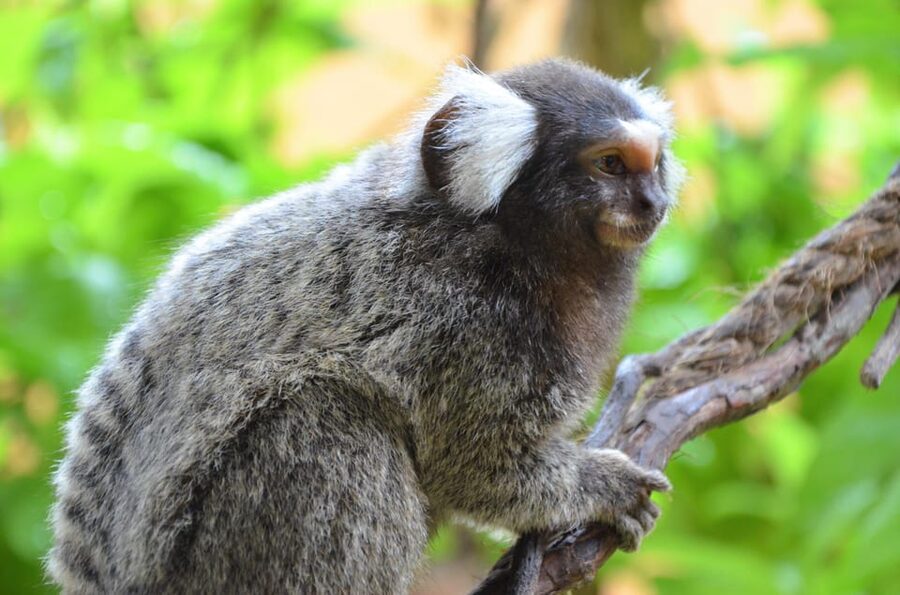 Langkawi: Wildlife Park Admission Ticket - Cleanliness, animal care, and family appeal