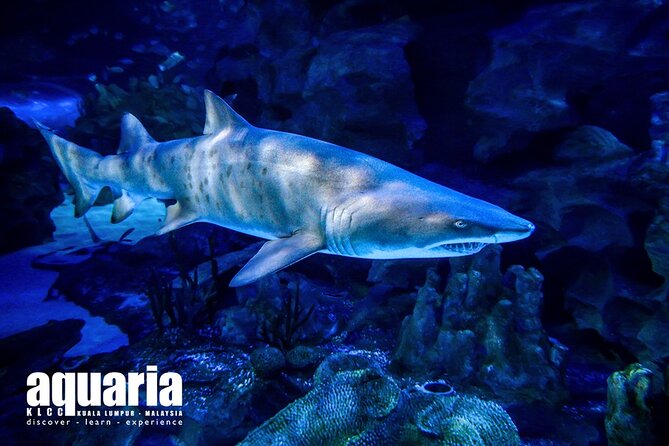 Malaysia: Aquaria KLCC Entry Ticket - Why Two Hours Is a Useful Planning Estimate