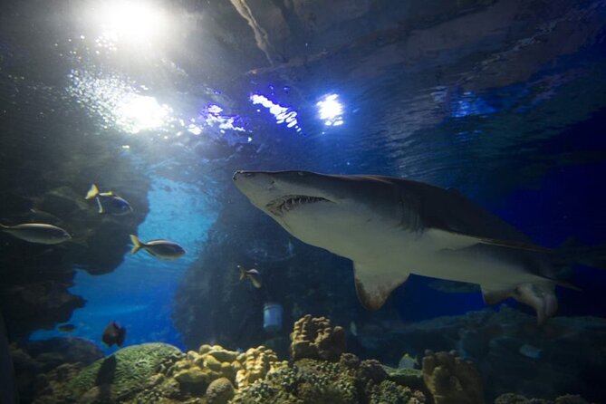 Malaysia: Aquaria KLCC Entry Ticket - Who Will Enjoy This Aquarium Most?
