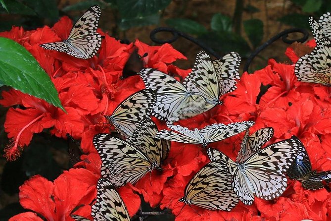 Malaysia: Discover Nature's Wonders with Entopia Entry Ticket - What the $16.93 ticket is worth