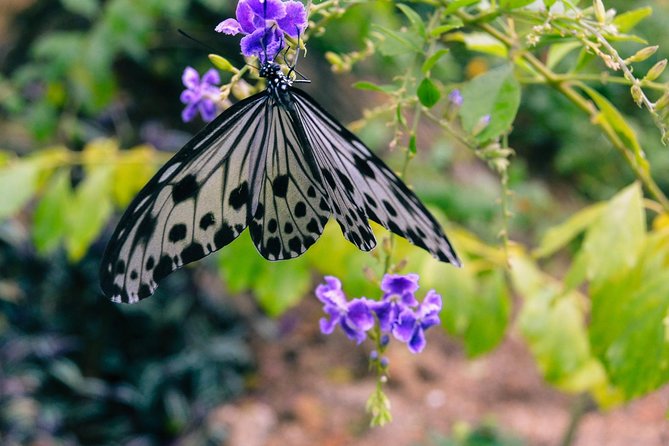 Malaysia: Discover Nature's Wonders with Entopia Entry Ticket - Digital tickets and entry rules