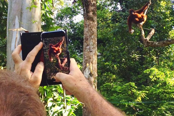 Marvellous Creature Orangutan : Sarawak Semenggoh Wildlife Centre Tour - How much the guide affects the visit