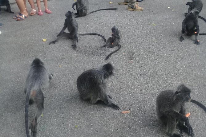 Monkey Hill, Eagle &Firefly Tour+Free Batu Caves Visit.(Per Car) - From Kuala Lumpur to Batu Caves