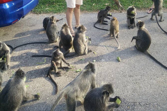 Monkey Hill, Eagle &Firefly Tour+Free Batu Caves Visit.(Per Car) - Seafood dinner between the two boat trips