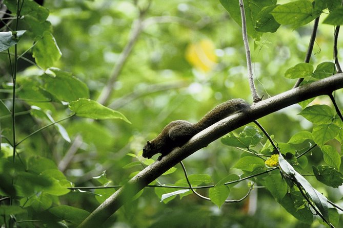 Morning Rainforest Walking from Langkawi - Following the two-hour lowland trail