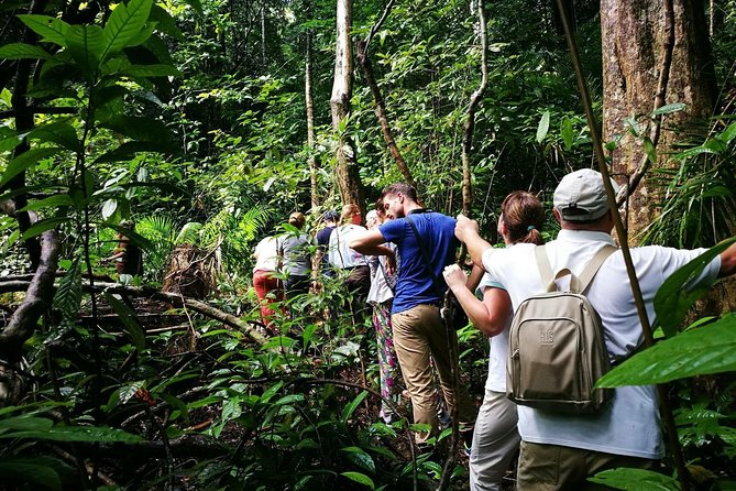 Morning Rainforest Walking from Langkawi - Learning the uses of native medicinal plants
