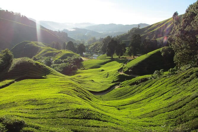 Mossy Forest in Brinchang Tour - Raju Hill Strawberry Farm and the commercial side