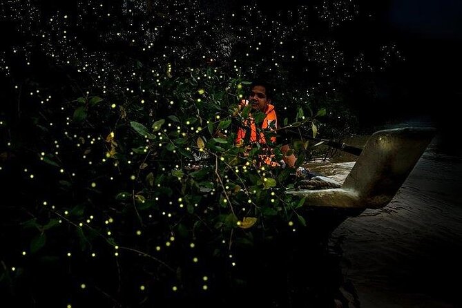 Mystical Nights: Fireflies & Blue Tears Adventure - Why the evening firefly ride is the real draw