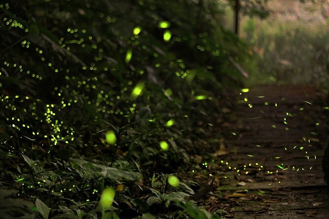 Mystical Nights: Fireflies & Blue Tears Adventure - The 4:00 pm start and private ride from Kuala Lumpur