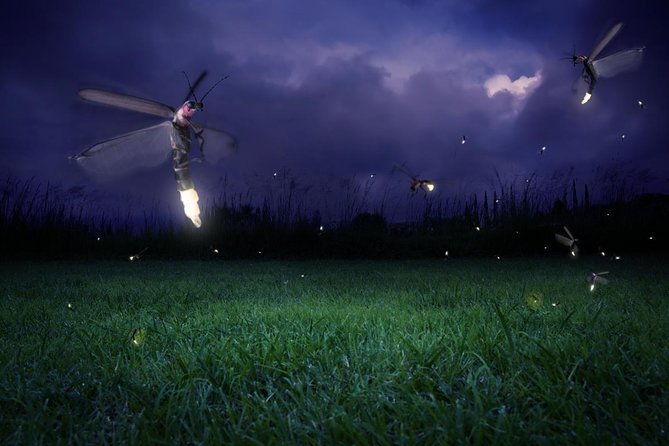 Nature’s Wonders: Kuala Selangor Fireflies & Hot Springs Tour - Key points at a glance