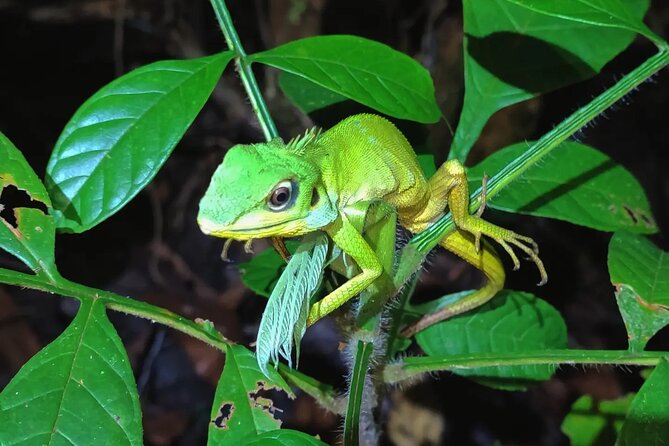 Night Froggy Adventure at Kubah National Park - Why Kubah after dark feels so different