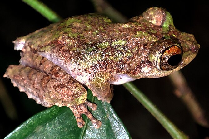 Night Froggy Adventure at Kubah National Park - The 3km walk to the frog pond
