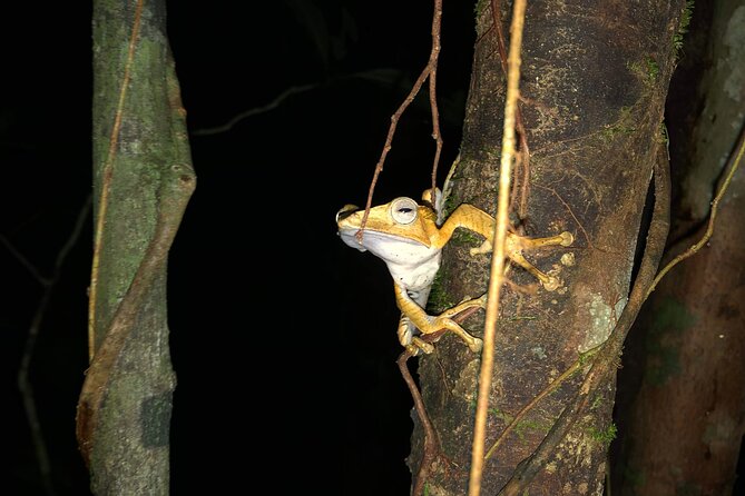 Night Frogs Tour at Kubah National Park - Key points to know before you book