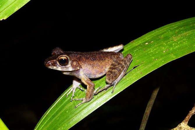 Night Frogs Tour at Kubah National Park - Starting at 6 pm from Kuching