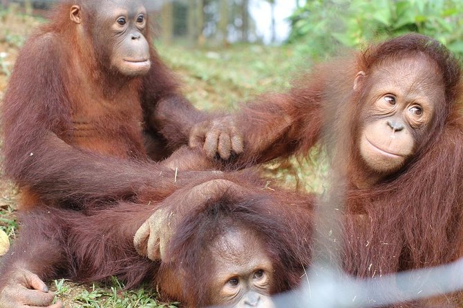 Orang Utan Island and Perak Tong Cave From Kuala Lumpur - The four-hour road trip from Kuala Lumpur