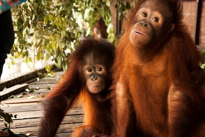 Orang Utan Island and Perak Tong Cave Temple Day Tour from Kuala Lumpur - Reaching Orang Utan Island by ferry