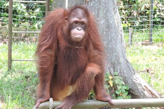 Orang Utan Island and Perak Tong Cave Temple Day Tour from Kuala Lumpur - A local lunch before the temple