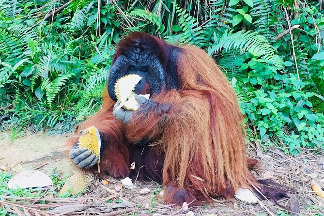 Orang Utan Island and Perak Tong Cave Temple Day Tour from Kuala Lumpur - Who will enjoy this day trip most