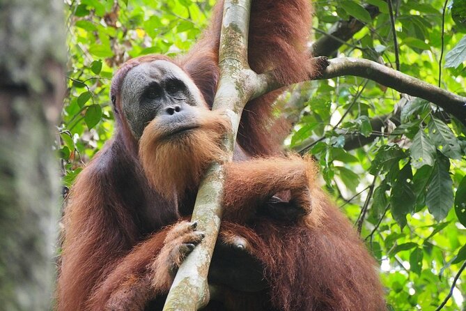 Orang Utan Island and Perak Tong Cave Temple Day Tour from Kuala Lumpur - Timing, walking, and what to bring
