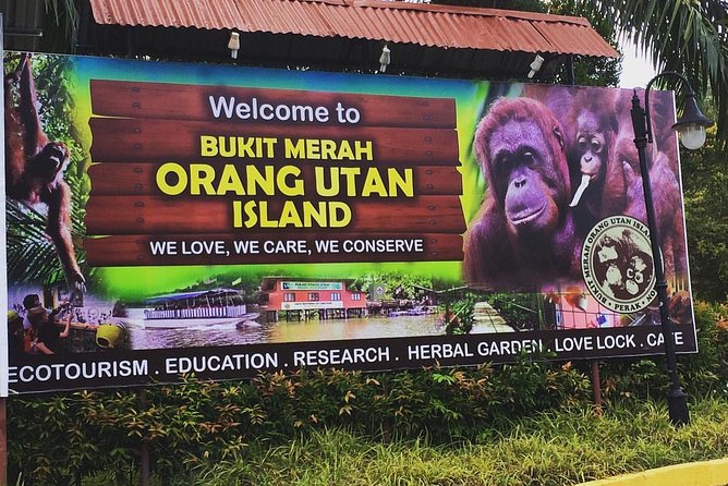 Orang Utan Island Day Tour - The real appeal of Bukit Merah Orang Utan Island