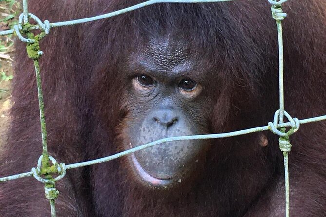 Orang Utan Island Day Tour - Who should book this day trip?