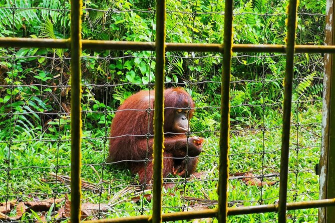 Orang Utan Island Day Tour (Bukit Merah) - What the $119 price really buys