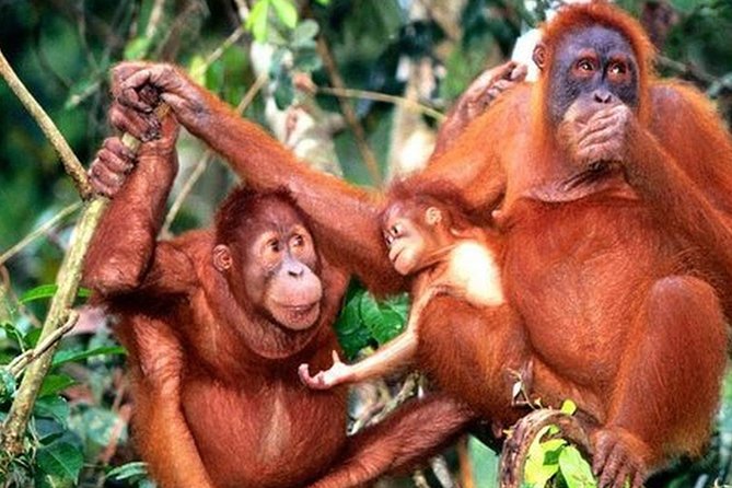Orang Utan Island Day Tour (Private) - Key points at a glance