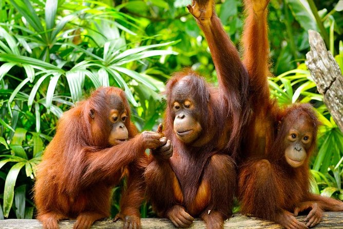 Orang Utan Island Day Tour (Private) - Leaving Kuala Lumpur at 7am