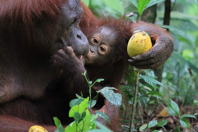 Orang Utan Island Day Tour (Private) - Two hours at Bukit Merah Orang Utan Island