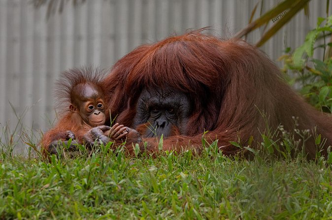 Orangutan Island, A Responsible Wildlife Sanctuary Experience - What makes the wildlife setting different