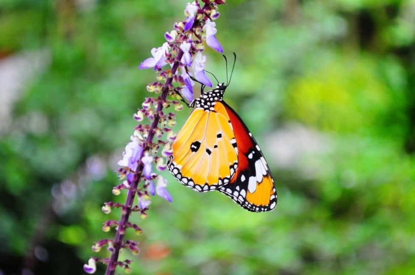 Penang: Entopia General Admission Tickets - Starting in Natureland with butterflies and plants