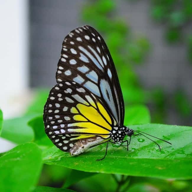 Penang: Entopia General Admission Tickets - How to get good value from a $15 ticket