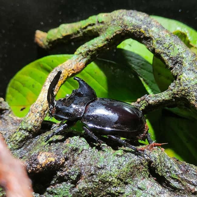 Penang: Entopia General Admission Tickets - The Cocoon turns insects into a story