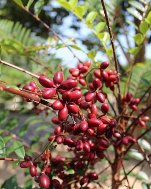 Penang: Tropical Fruit Farm Ticket - Reaching the hillside farm in Teluk Bahang