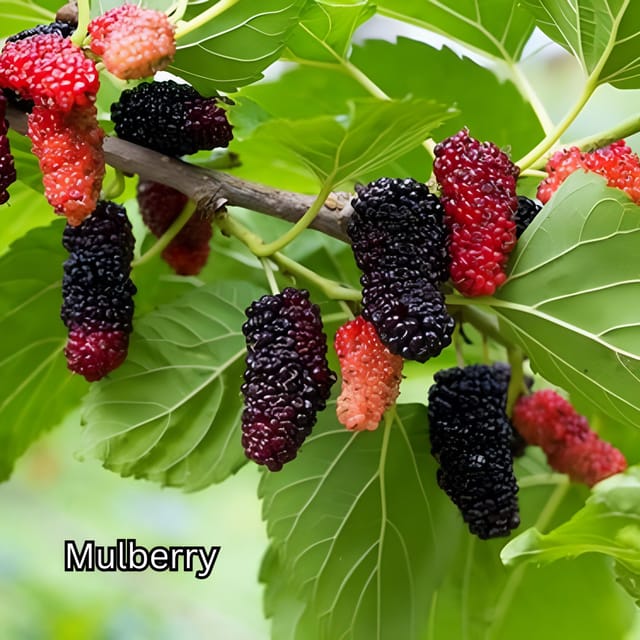 Penang: Tropical Fruit Farm Ticket - A 25-acre collection of tropical fruit trees
